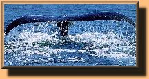 Humpback Whale's Tail
