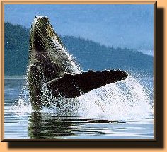 Humpback Whale